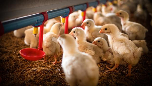 সম্পর্কে সর্বশেষ কোম্পানি খবর পাখি ফ্লু H5N1: জনস্বাস্থ্যের জন্য ক্রমবর্ধমান উদ্বেগ